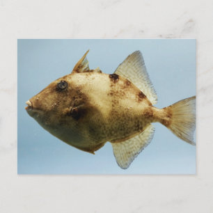 Grey Triggerfish Postcard