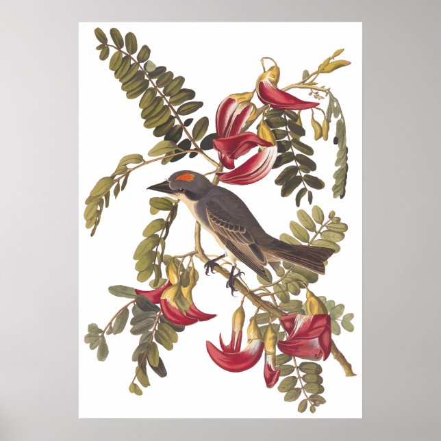 Grey Tyrant Kingbird Audubon Vintage Art Bookplate Poster (Front)