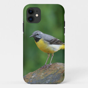 Grey Wagtail - bird iPhone 11 Case