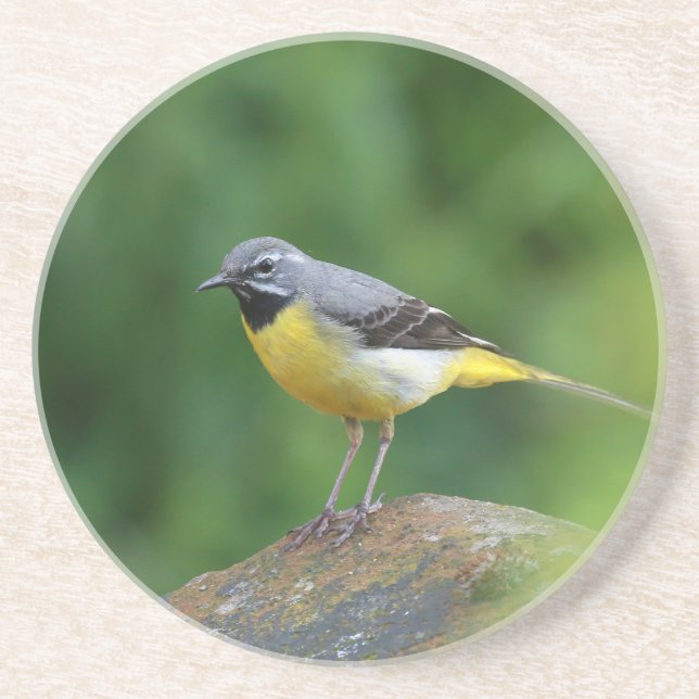 Grey Wagtail - bird Coaster (Front)
