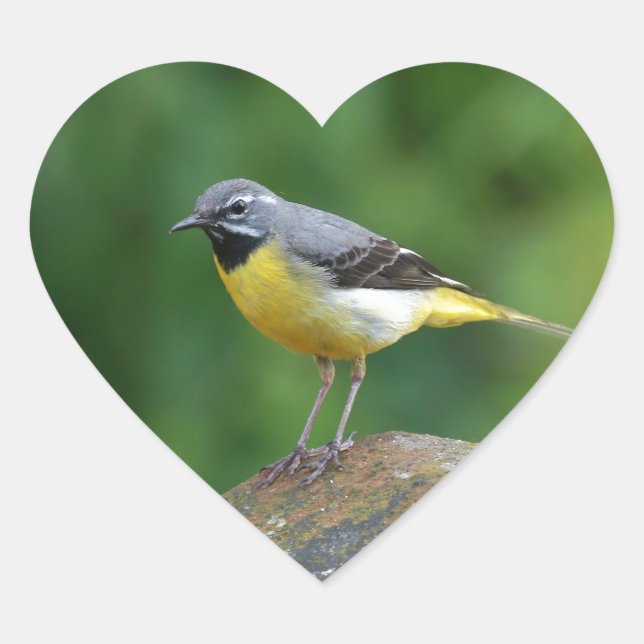 Grey Wagtail - bird Heart Sticker (Front)