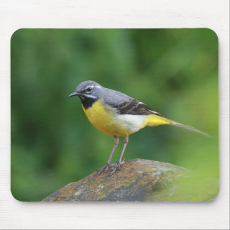 Grey Wagtail - bird Mouse Pad