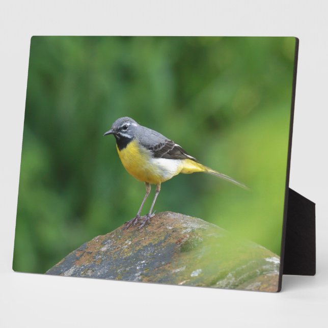 Grey Wagtail - bird Plaque (Side)