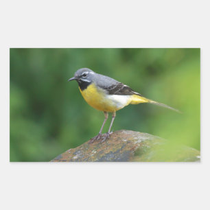 Grey Wagtail - bird Sticker