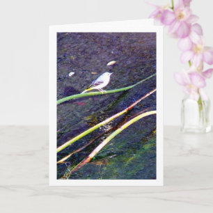 Grey Wagtail Portrait Card