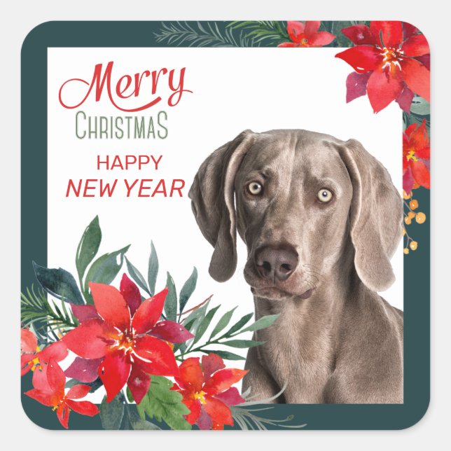 Grey Weimaraner Poinsettia Bouquet Christmas Square Sticker (Front)