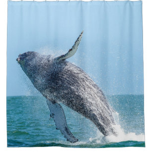 Grey Whale Jumping in Blue Ocean Water