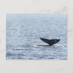 Grey Whale Tail Postcard