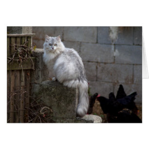 Grey-White Angora Cat