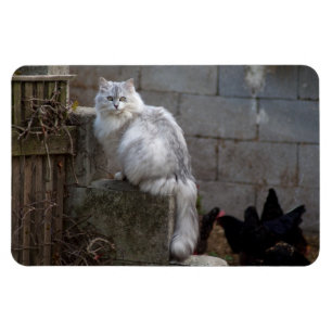 Grey-White Angora Cat Magnet