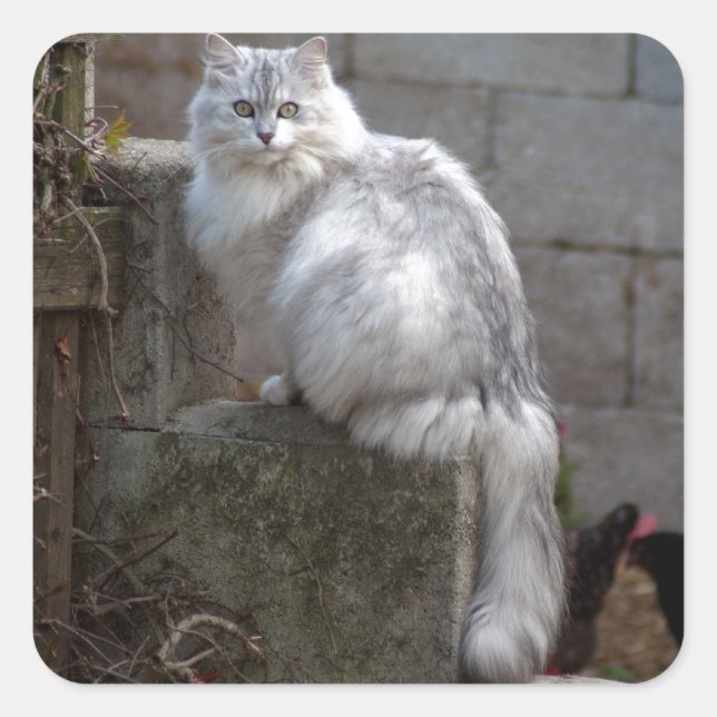 Grey-White Angora Cat Square Sticker (Front)