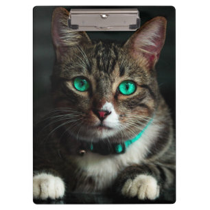 Grey & White Cat with Blue Eyes & Matching Collar Clipboard
