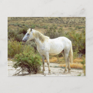 Grey Wild Horse, Rock Springs, Wyoming Postcard