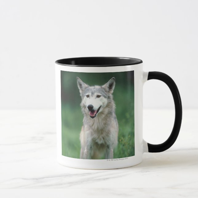 Grey wolf 2 mug (Right)