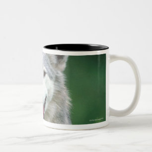 Grey wolf 2 Two-Tone coffee mug