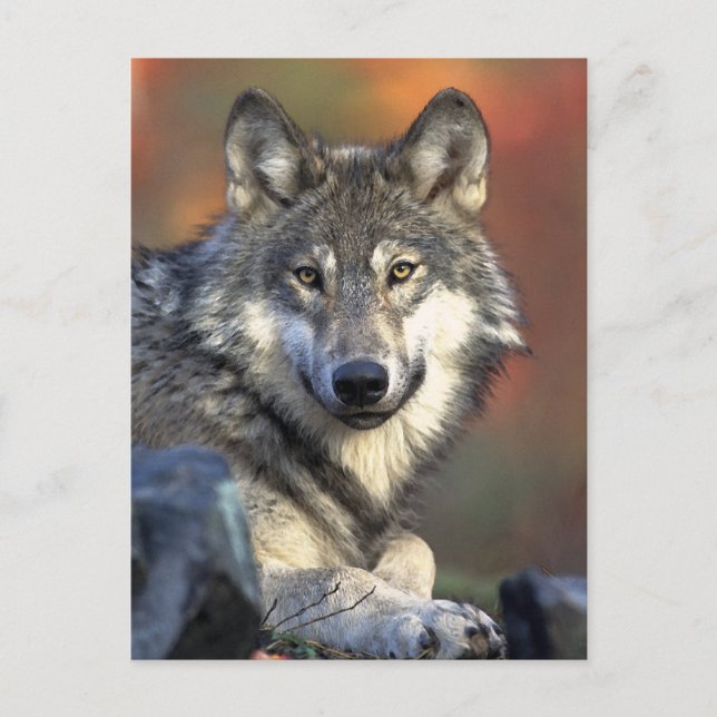 Grey Wolf Art Postcard (Front)