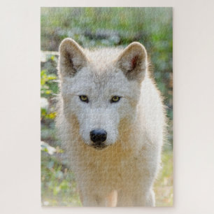 Grey Wolf, Beautiful Canine Photography  Jigsaw Puzzle