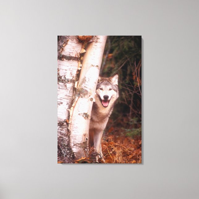 Grey Wolf Behind a Tree Canvas Print (Front)