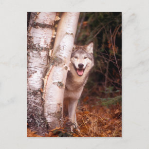 Grey Wolf Behind a Tree Postcard