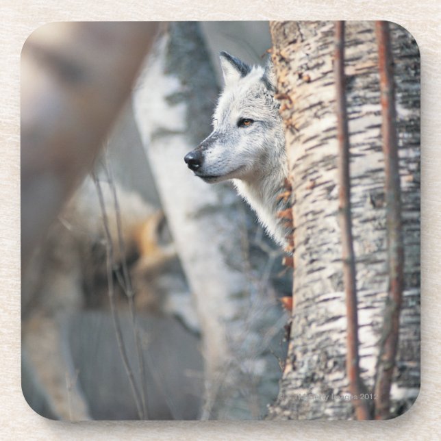 Grey Wolf Behind Tree Coaster (Front)