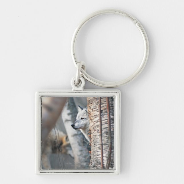 Grey Wolf Behind Tree Keychain (Front)