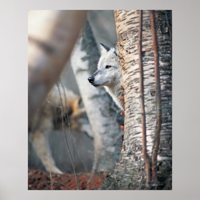 Grey Wolf Behind Tree Poster (Front)