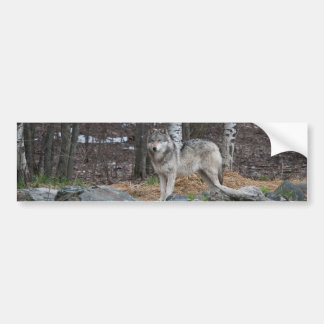 Grey Wolf Bumper Sticker