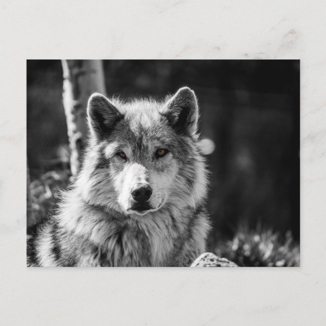Grey Wolf bust in black and white Postcard (Front)