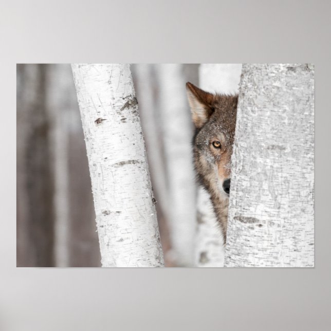 Grey Wolf (Canis lupus) Behind Tree Poster (Front)