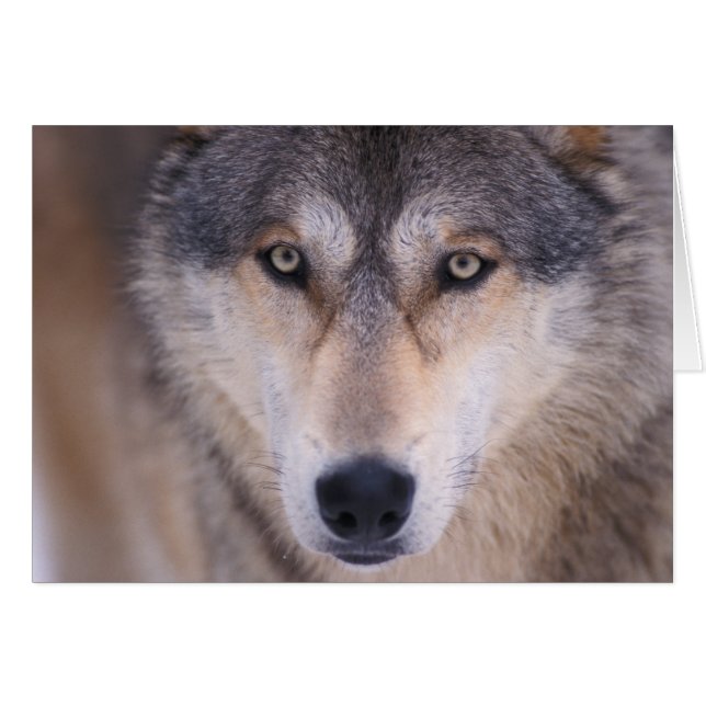 grey wolf, Canis lupus, close up of eyes (Front Horizontal)