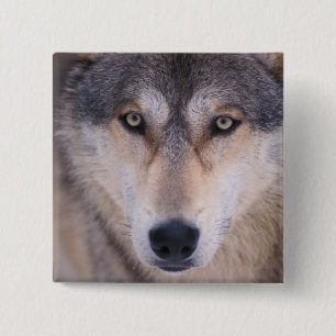 grey wolf, Canis lupus, close up of eyes 2 Inch Square Button