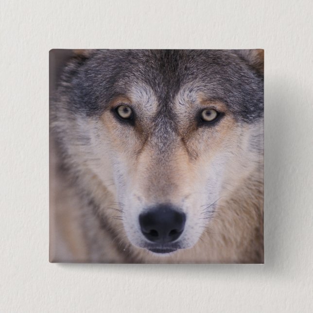 grey wolf, Canis lupus, close up of eyes 2 Inch Square Button (Front)