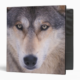 grey wolf, Canis lupus, close up of eyes Binder