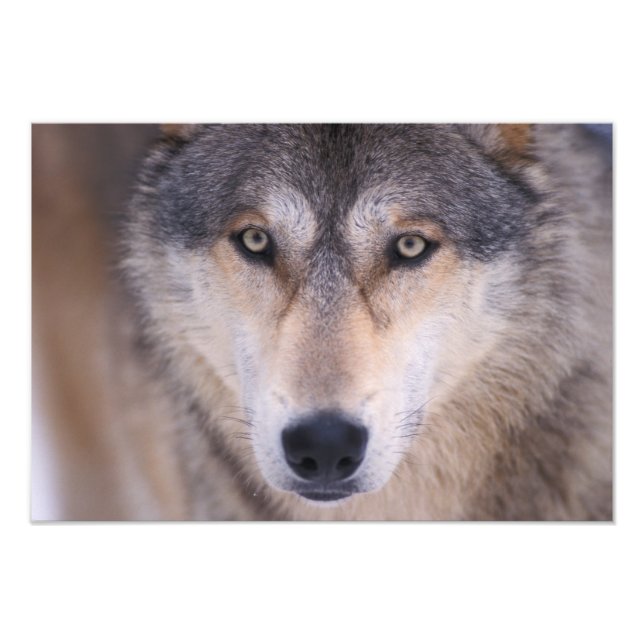 grey wolf, Canis lupus, close up of eyes Photo Print (Front)