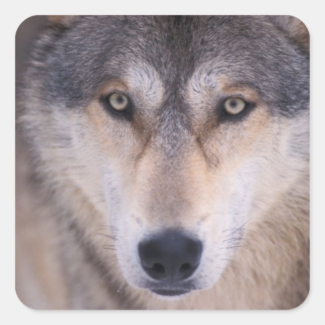 grey wolf, Canis lupus, close up of eyes Square Sticker (Front)