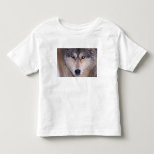grey wolf, Canis lupus, close up of eyes Toddler T-shirt