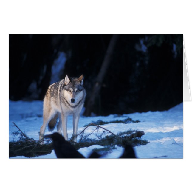 grey wolf, Canis lupus, in the foothills (Front Horizontal)