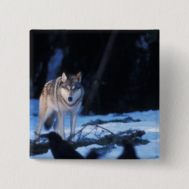 grey wolf, Canis lupus, in the foothills 2 Inch Square Button (Front)