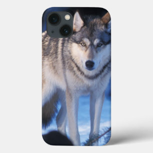 grey wolf, Canis lupus, in the foothills iPhone 13 Case