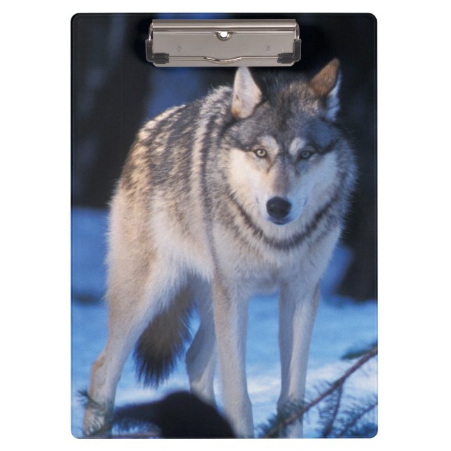 grey wolf, Canis lupus, in the foothills Clipboard (Front)