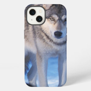 grey wolf, Canis lupus, in the foothills iPhone 13 Case