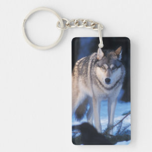 grey wolf, Canis lupus, in the foothills Keychain