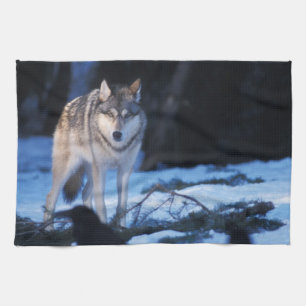 grey wolf, Canis lupus, in the foothills Kitchen Towel