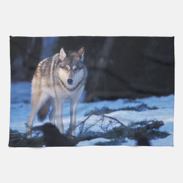 grey wolf, Canis lupus, in the foothills Kitchen Towel (Horizontal)
