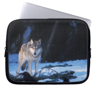 grey wolf, Canis lupus, in the foothills Laptop Sleeve