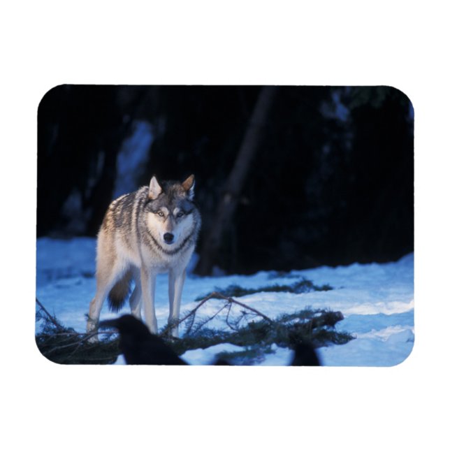 grey wolf, Canis lupus, in the foothills Magnet (Horizontal)