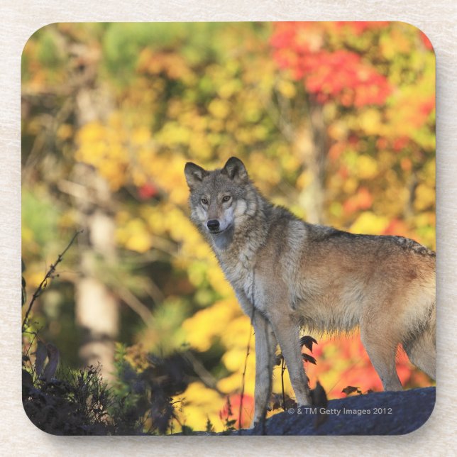 Grey Wolf Canis lupus.order: carnivorafamily Coaster (Front)
