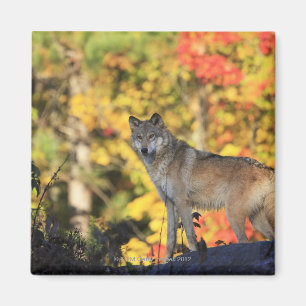 Grey Wolf Canis lupus.order: carnivorafamily Magnet