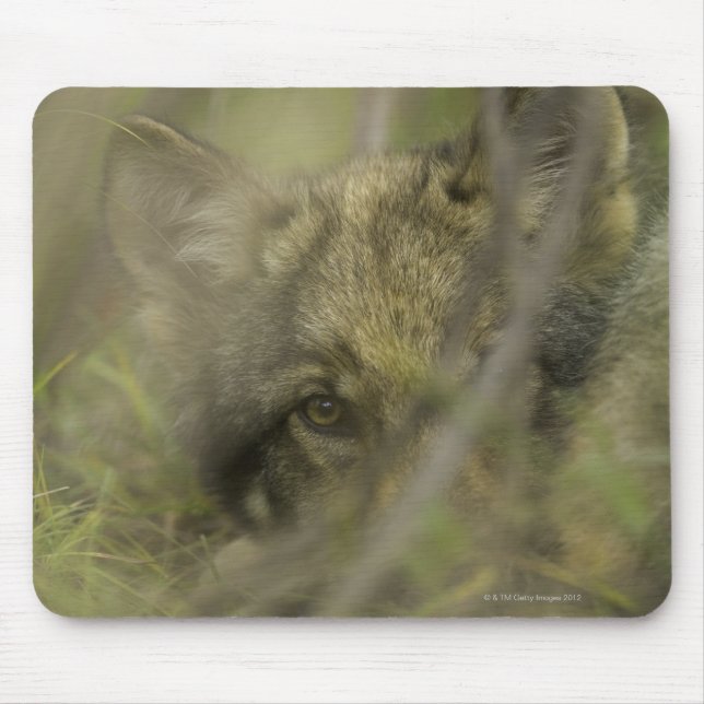 Grey wolf (Canis lupus) pup alone, hiding in Mouse Pad (Front)