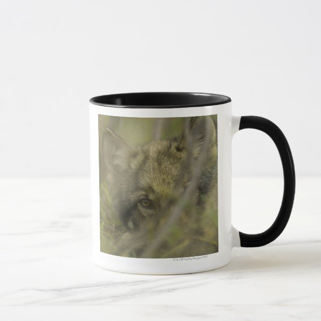 Grey wolf (Canis lupus) pup alone, hiding in Mug (Right)